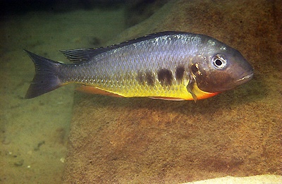 Limnotilapia dardennii 'Kalambo Lodge'